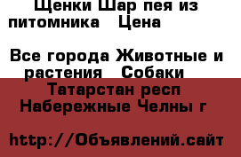 Щенки Шар пея из питомника › Цена ­ 25 000 - Все города Животные и растения » Собаки   . Татарстан респ.,Набережные Челны г.